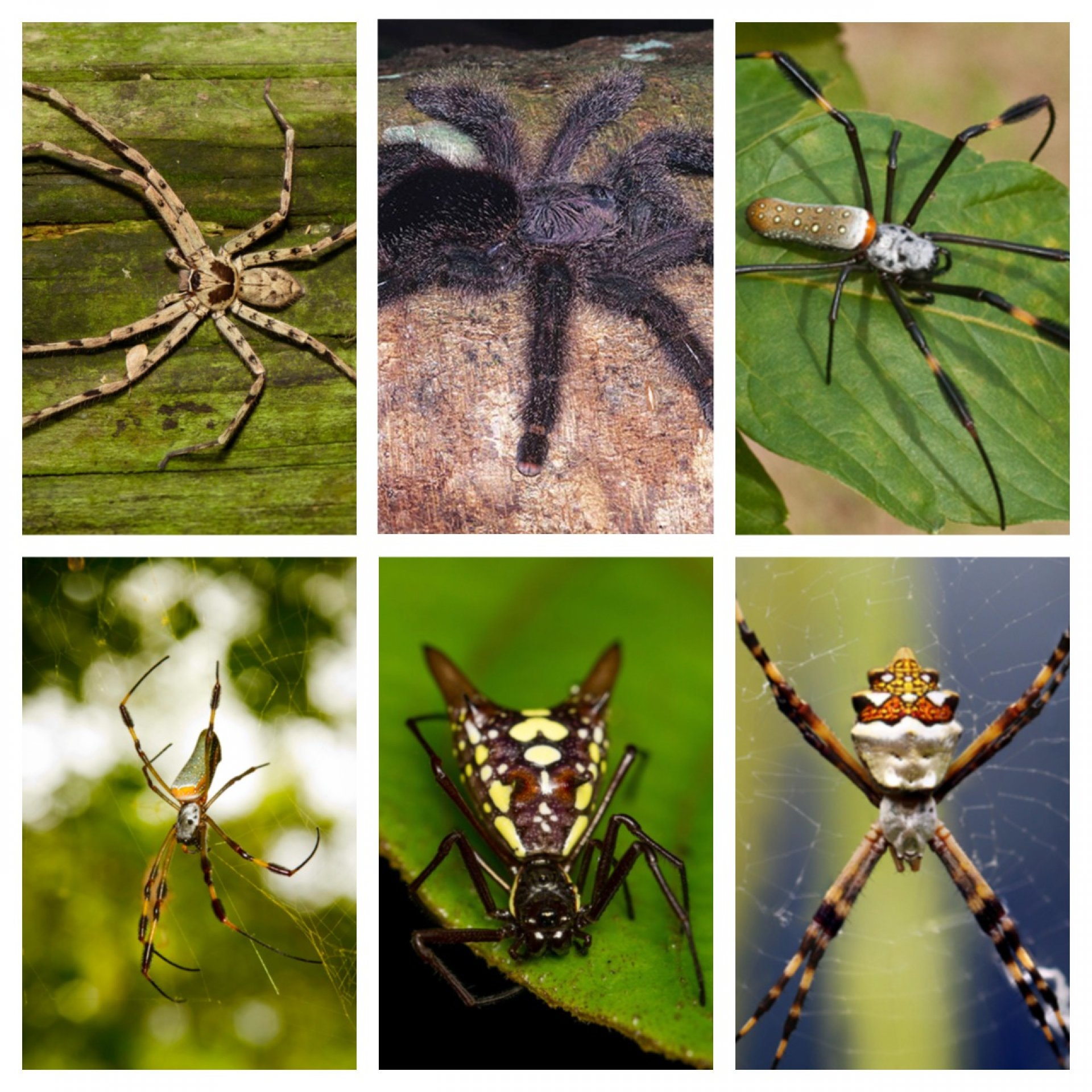 ¿Qué arañas puedo encontrar en el Cuyabeno?