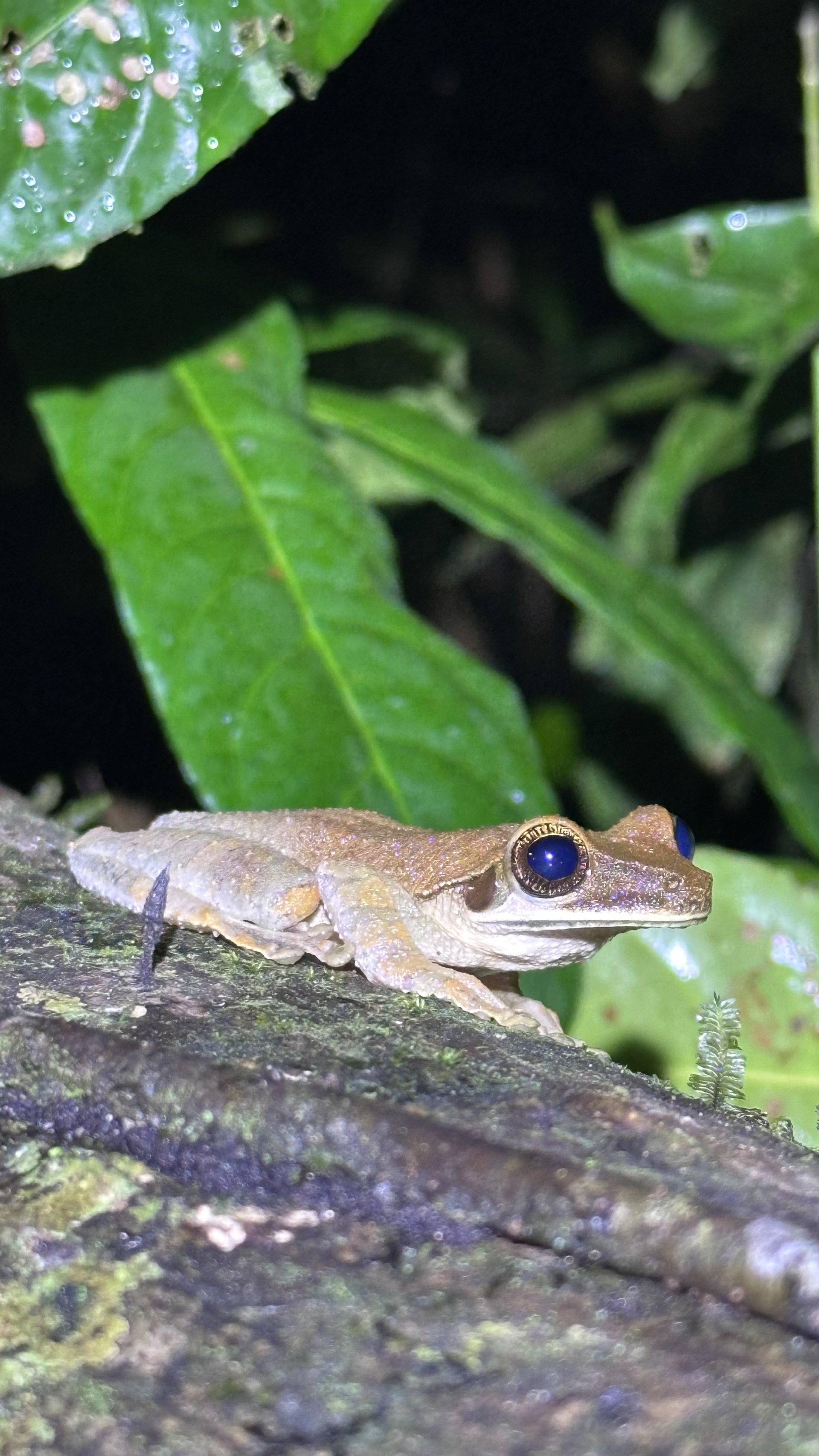 Reptiles, Frogs & Insects of the Ecuadorian Jungle 