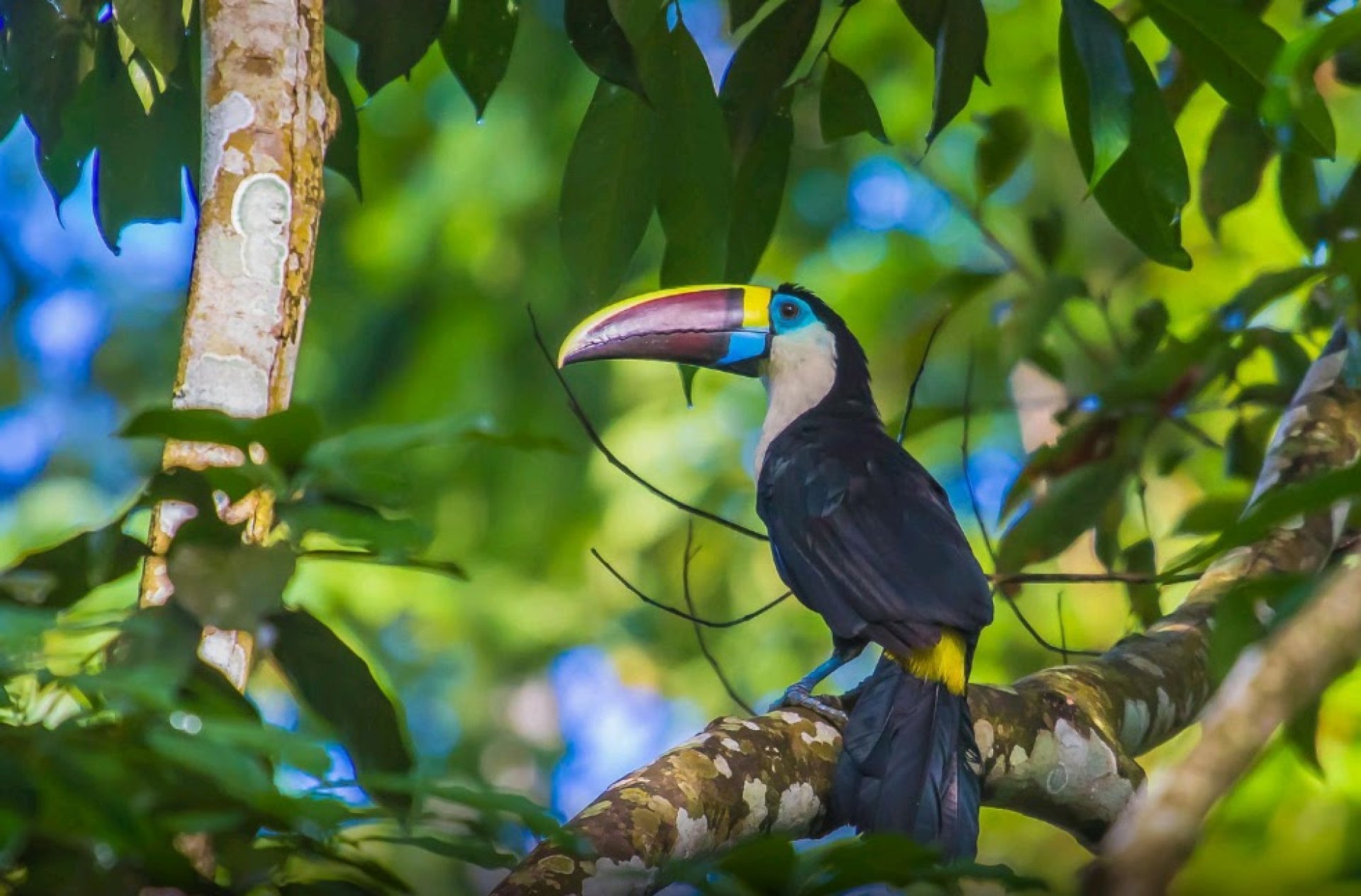 Wildlife Bird Tours